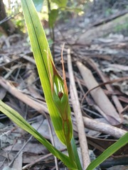 Pterostylis cardiostigma