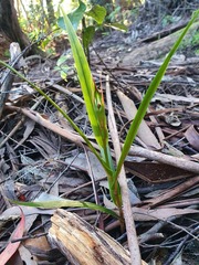 Pterostylis cardiostigma