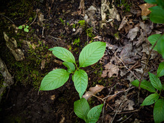 Viburnum lentago