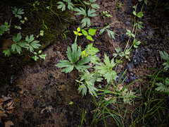 Ranunculus hispidus nitidus