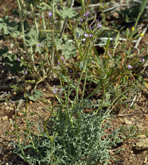 Gilia