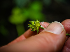 Ranunculus hispidus nitidus