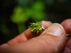 Ranunculus hispidus nitidus