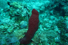 Amphimedon compressa