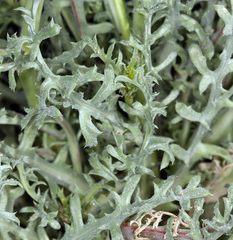 Gilia