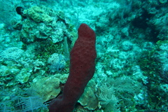 Amphimedon compressa