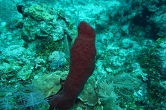 Amphimedon compressa