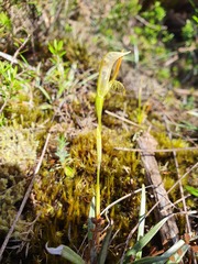 Pterostylis tasmanica
