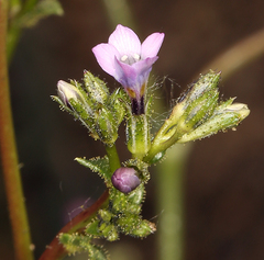 Gilia