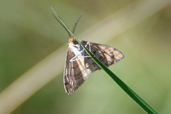 Scopula rubraria