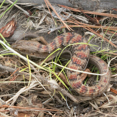 Elgaria multicarinata multicarinata