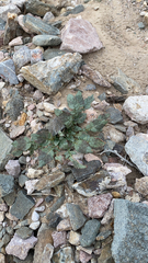 Chylismia claviformis