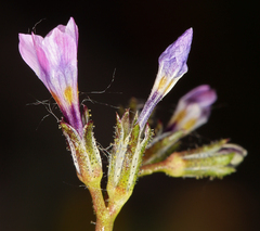 Gilia