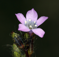 Gilia