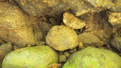 Indosylvirana nicobariensis