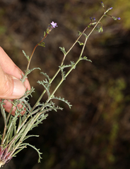 Gilia