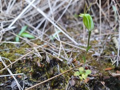Pterostylis puberula