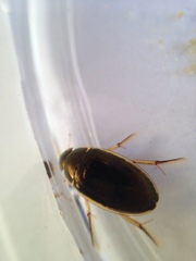 Tropisternus lateralis