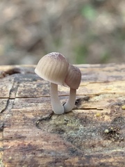 Mycena bulliformis