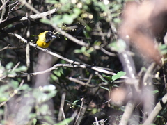 Icterus graduacauda