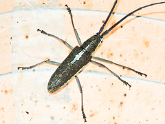 Neoptychodes trilineatus