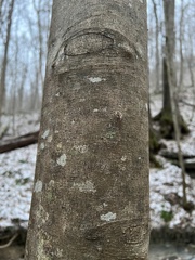 Cladrastis kentukea