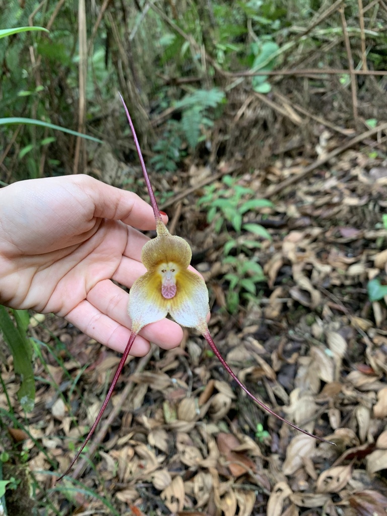 Dracula verticulosa