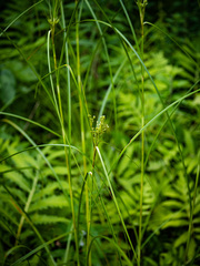 Scirpus