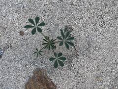 Lupinus arizonicus