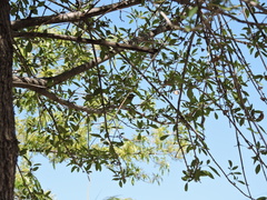 Leiothlypis celata