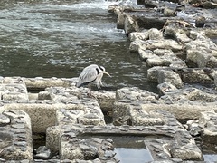 Ardea cinerea jouyi