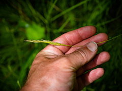 Elymus trachycaulus