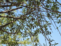 Leiothlypis celata