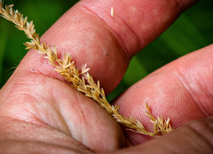 Sphenopholis intermedia