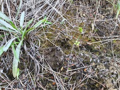 Pterostylis puberula