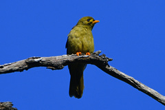 Manorina melanophrys