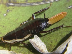 Drymaplaneta semivitta