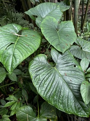 Xanthosoma sagittifolium