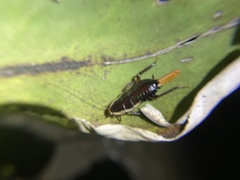 Drymaplaneta semivitta