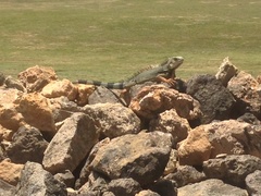 Iguana iguana