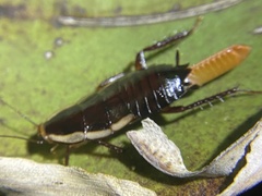 Drymaplaneta semivitta