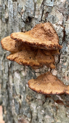 Fuscoporia gilva