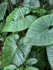 Xanthosoma sagittifolium