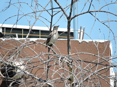 Mimus polyglottos