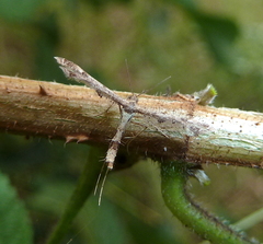 Lantanophaga pusillidactylus