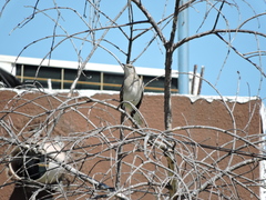 Mimus polyglottos