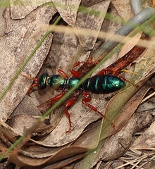 Diamma bicolor