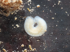 Dendrocoelum