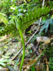 Pterostylis foliata