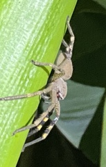 Neosparassus calligaster